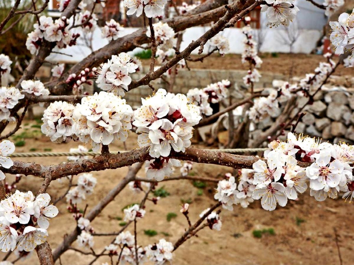 Kidar Otel Leh Dış mekan fotoğraf